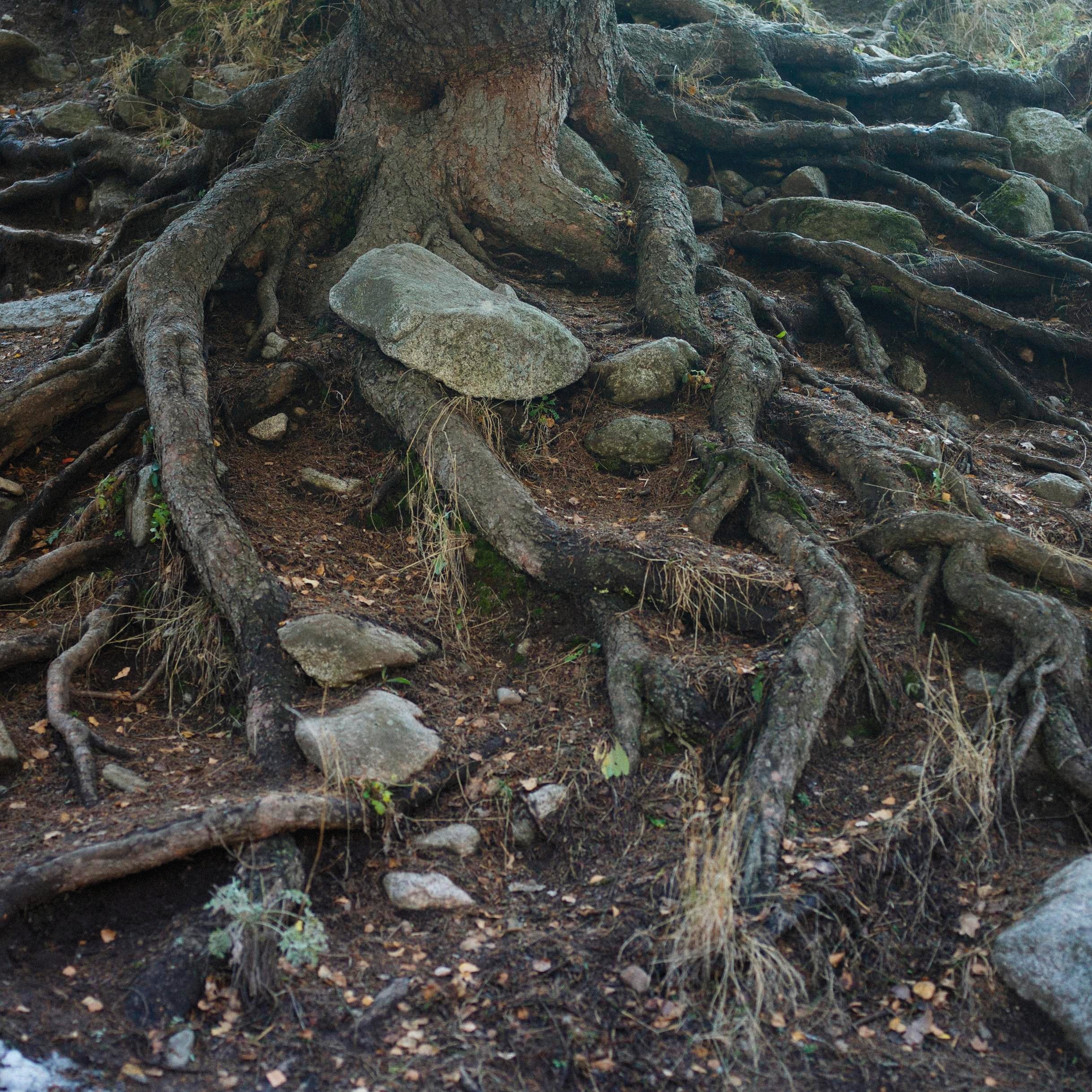 Exposed tree roots spreading across rocky forest soil