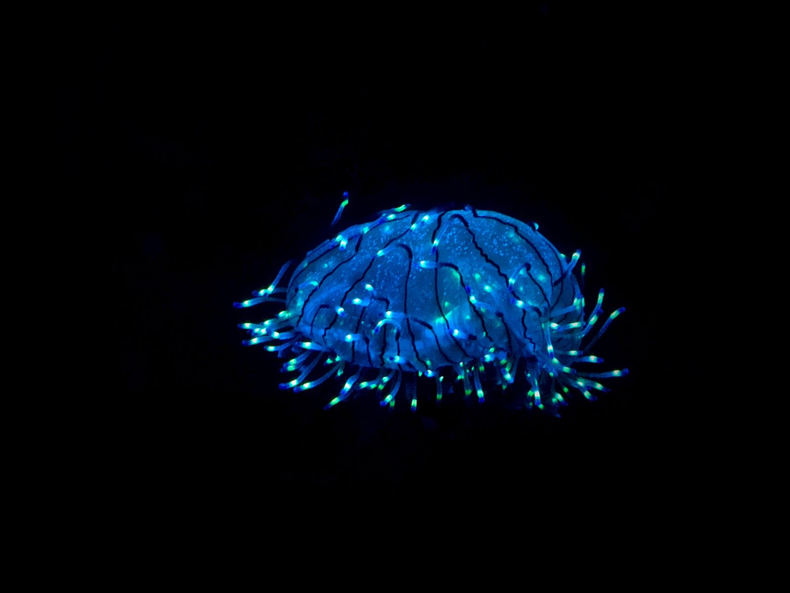 We assume the deepest parts of the ocean are dark and empty, but the walls of the Mariana Trench hold snailfish drifting seven miles down under pressure equival