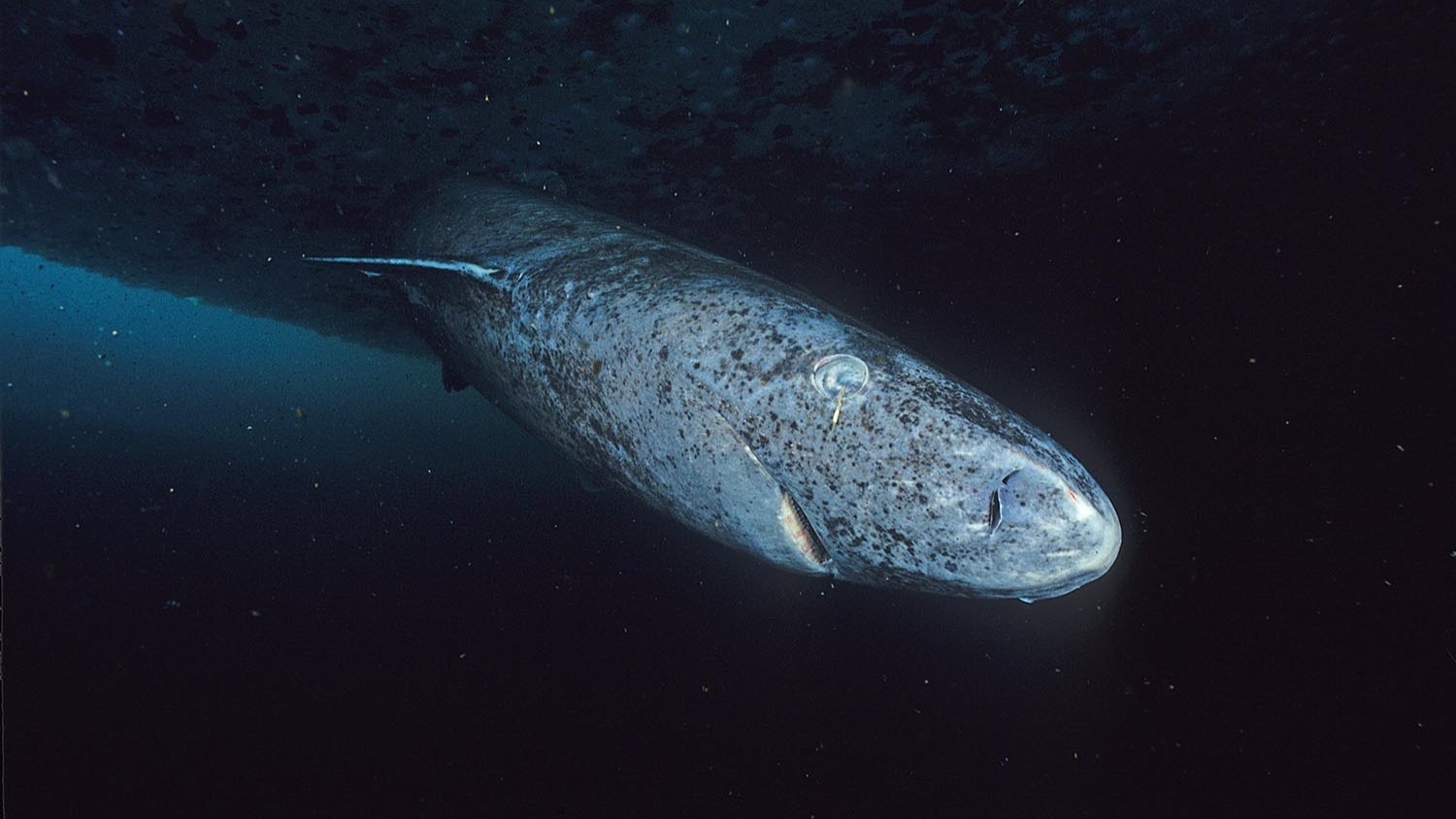 Greenland shark swimming beneath dark Arctic sea ice