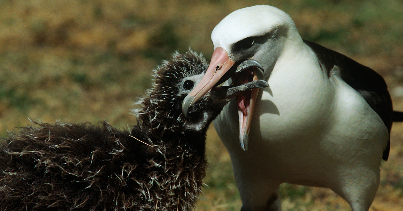 Adult Laysan albatross feeding its chick