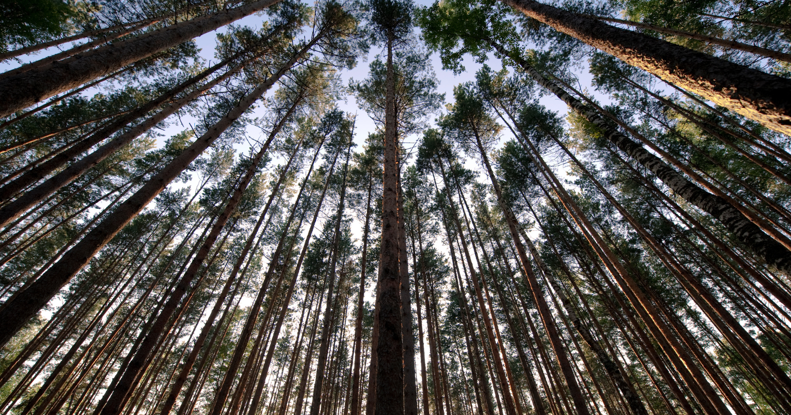 View upward through a dense stand of tall conifer trees