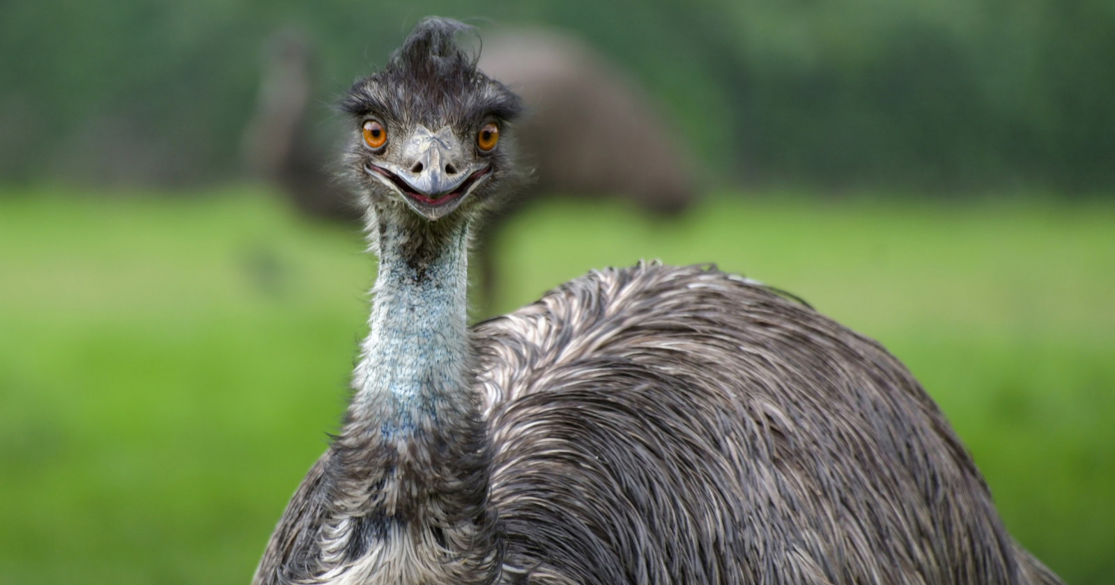 Close-up of an emu