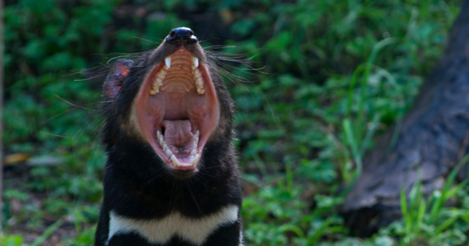 A Tasmanian devil with its mouth open, showing its teeth, standing on grass.