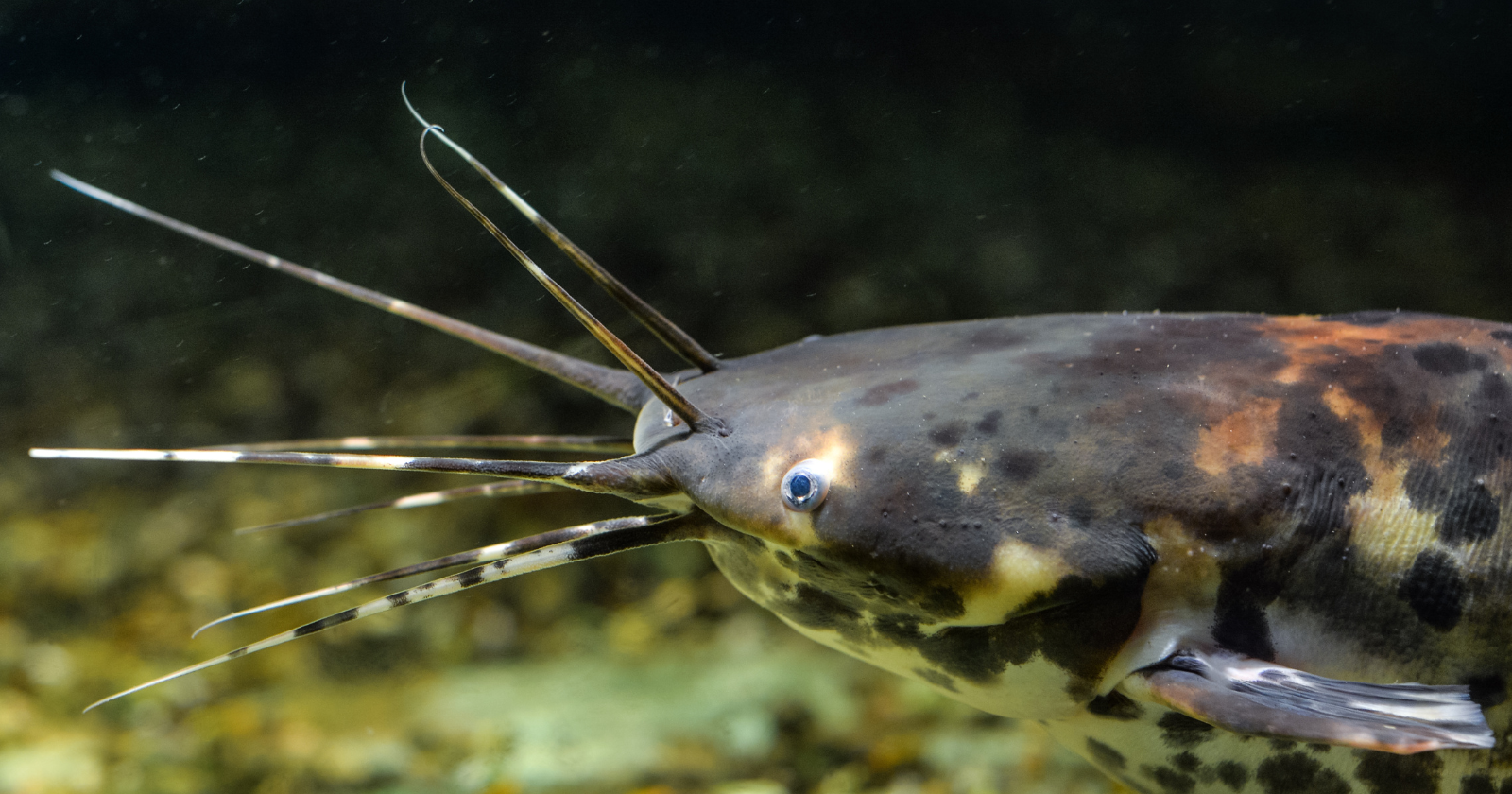 In the mid 1960s, a batch of walking catfish escaped a Florida fish farm and discovered they could drag themselves overland between canals using their fins. Within 10 years they had spread across 20 counties, and Florida still finds them wriggling across roads today.