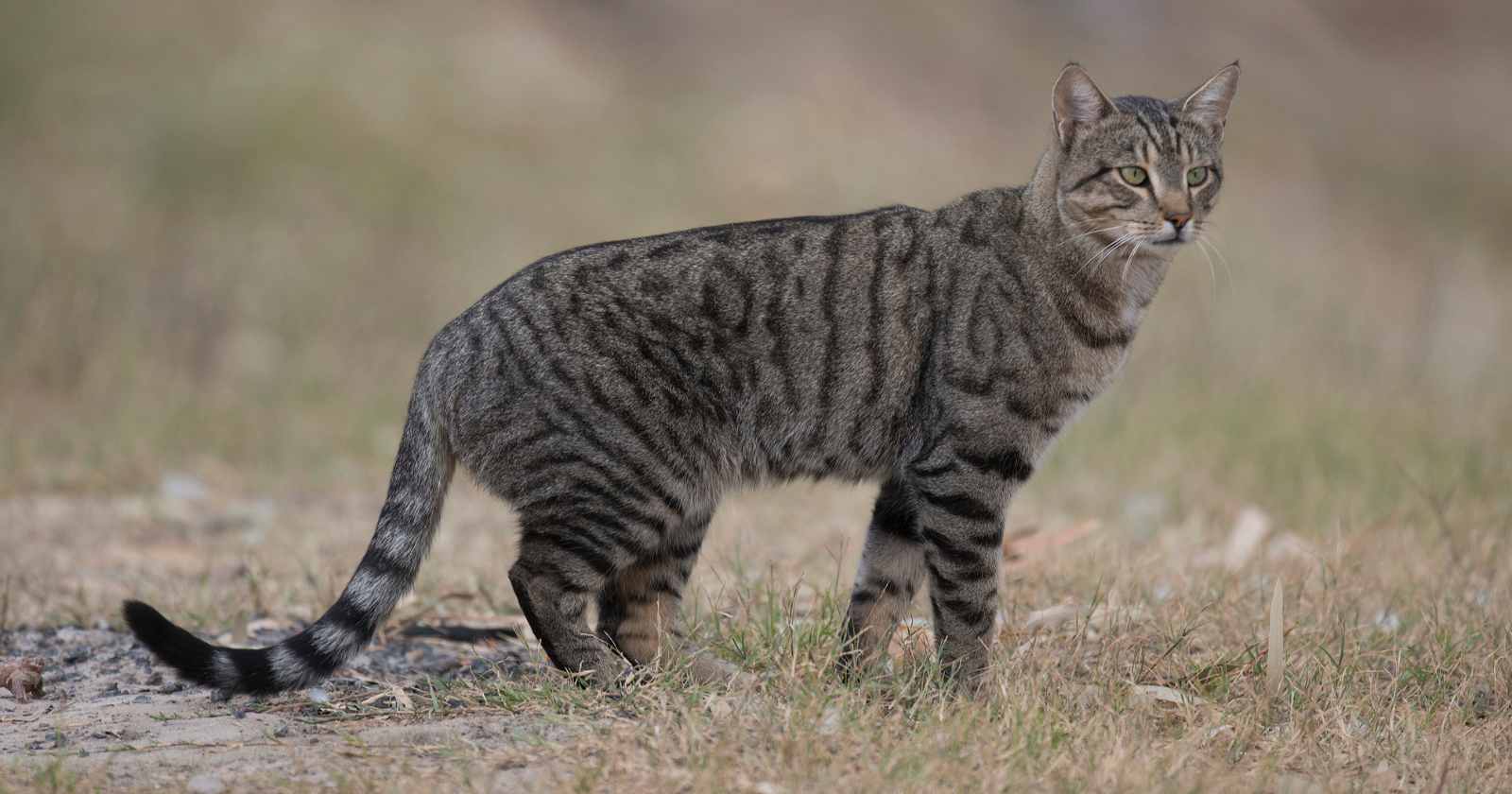 In 1949, five cats were put ashore on sub-Antarctic Marion Island to control mice that sealers had left behind, but their descendants went heavily after the seabirds nesting in burrows underfoot. A later shooting-and-trapping campaign logged 14,725 person-hours, and the last cat was trapped in 1991.