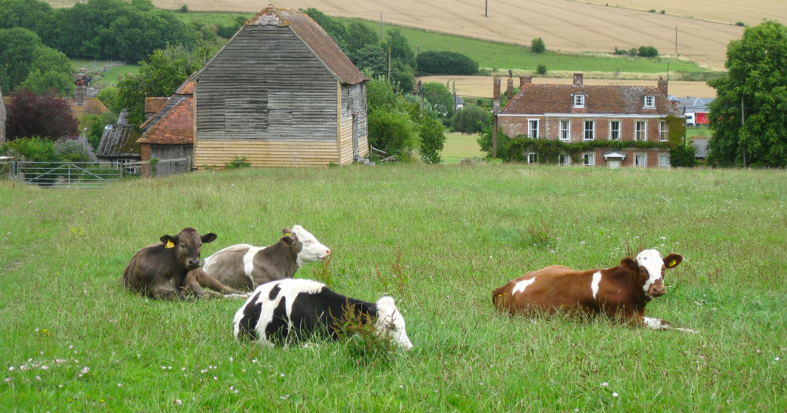 Cows lying in a field near a farmhouse