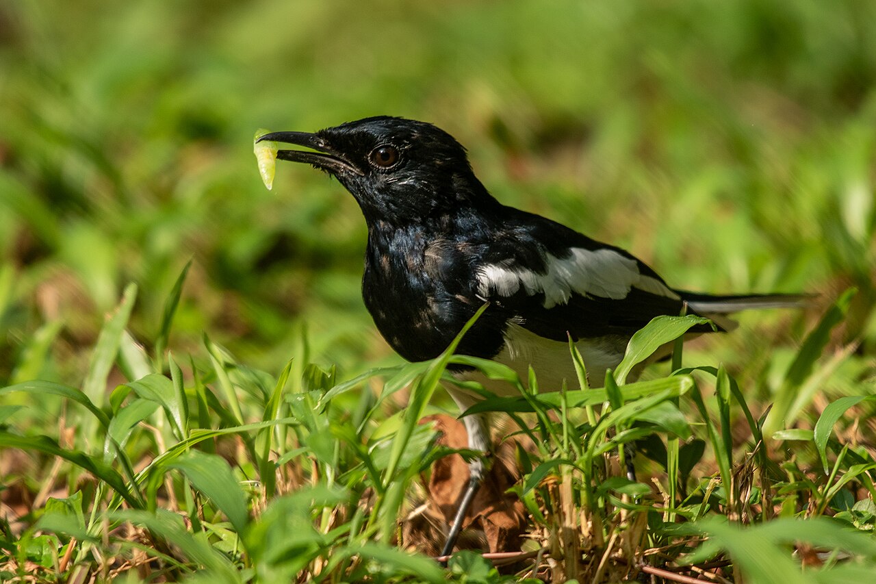 Chatham Island black robin perched, photographed by Nutan Parag