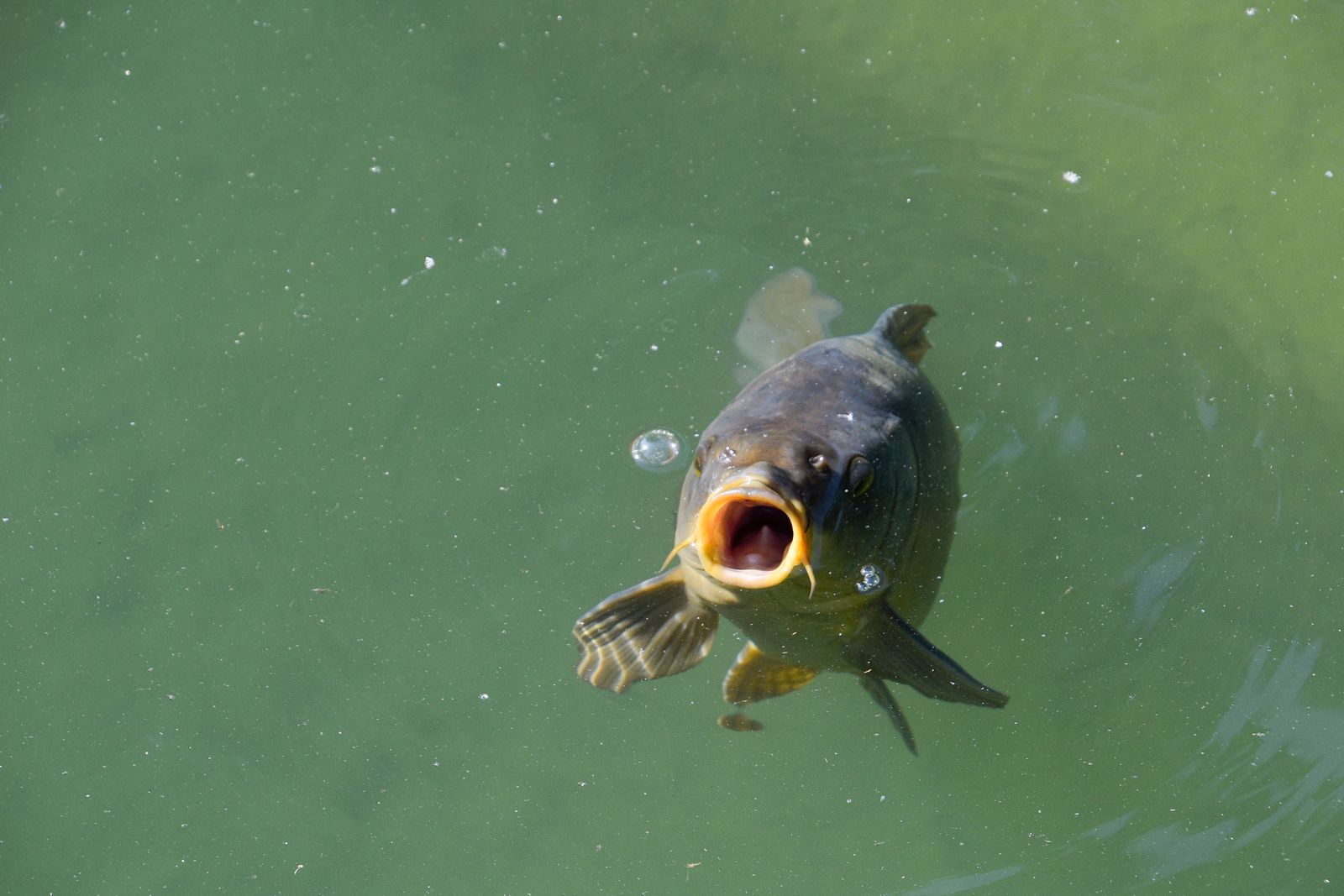 Cymothoa exigua es un parásito que destruye la lengua de un pez y ocupa su lugar; el pez sigue vivo y la usa como si fuera suya
