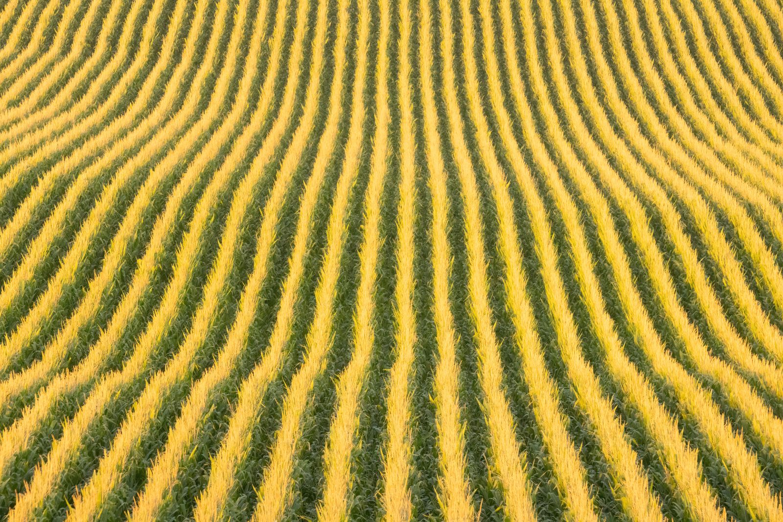 Delaware farmland cornfield