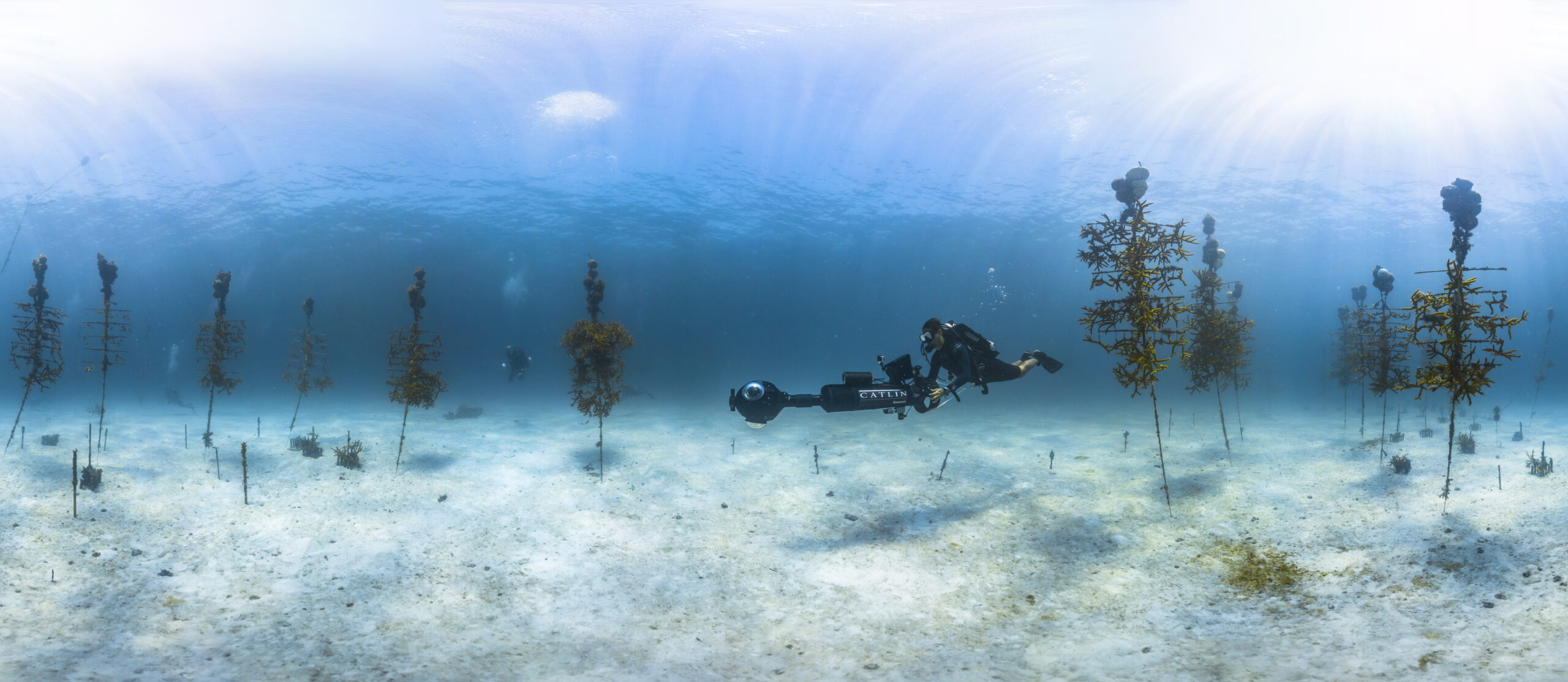 Coral fragments hanging on PVC coral trees in a Florida Keys National Marine Sanctuary nursery