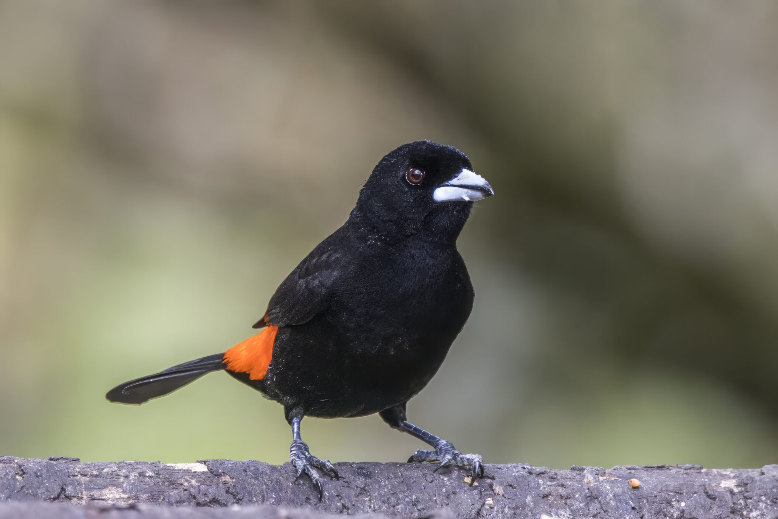Un adolescente colombiano de 14 años, Juan Sebastián Ávila Pérez, de Neiva, creó Alas de Inclusión: un prototipo que convierte el canto de las aves en vibraciones que personas sordas pueden sentir en el brazo
