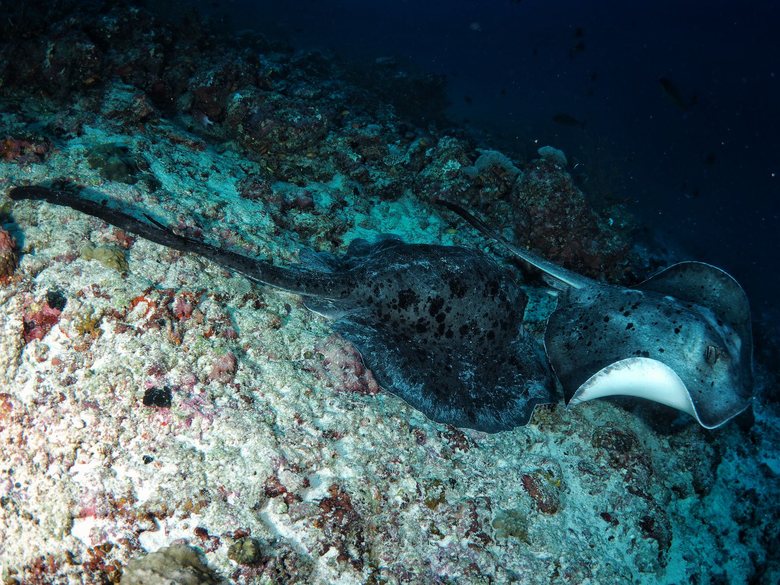 Of shark, ray and chimaera species on the IUCN Red List, more than one in three is now threatened with extinction