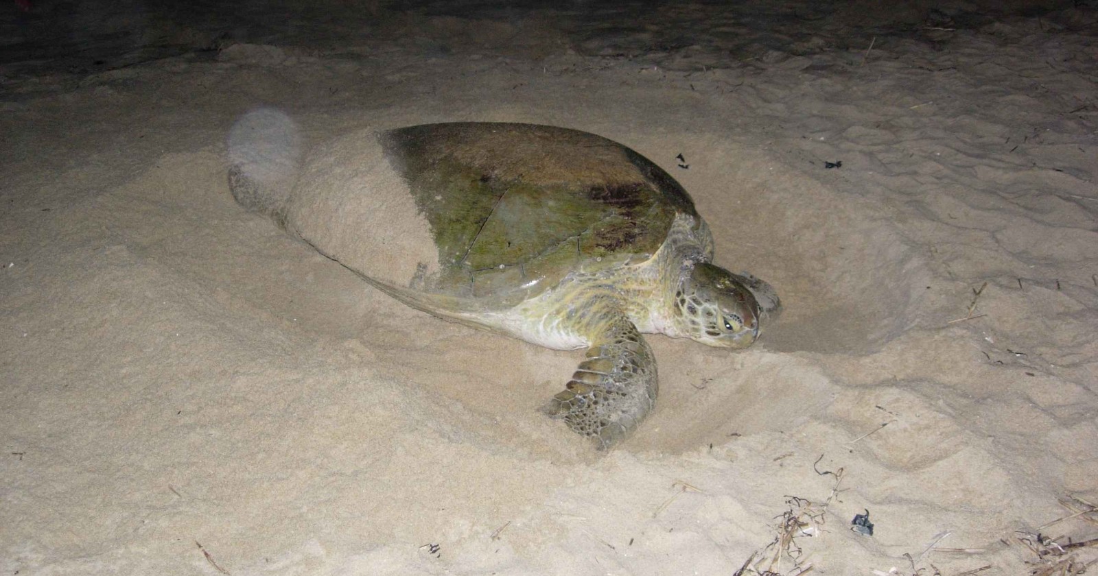 Thirty-two years of nightly patrols on one 350-metre Malaysian beach tagged 4,609 green turtles, and as the annual nest count rose three to fourfold, the four-year share of the beach's three- and four-year breeding gaps climbed from 28 percent to 37 percent between the first half of the record and the second