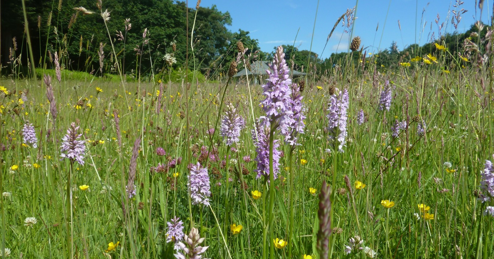 Pale purple common spotted orchids and yellow buttercups among tall grasses in a sunny hay meadow