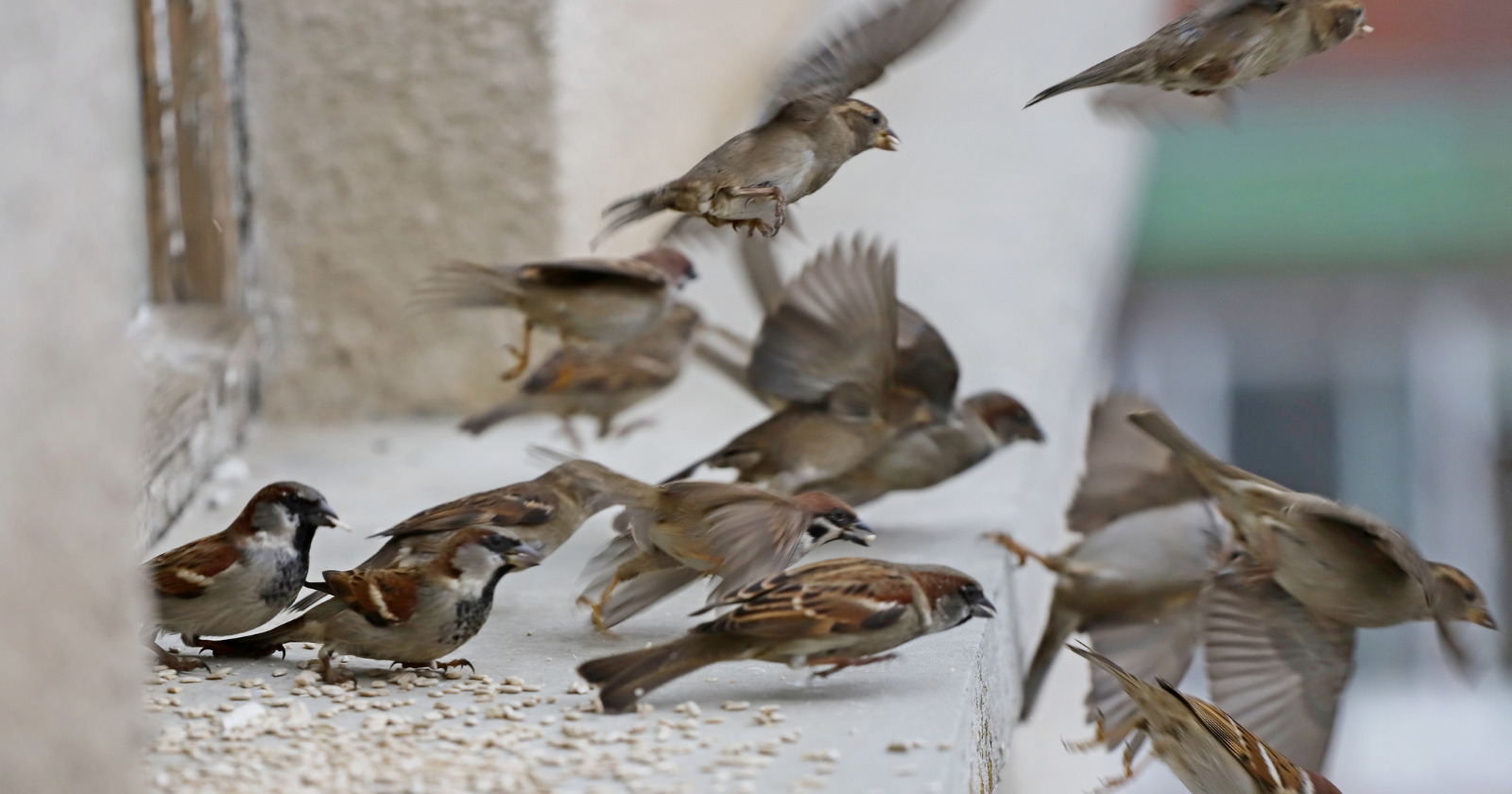Flock of house sparrows on snow