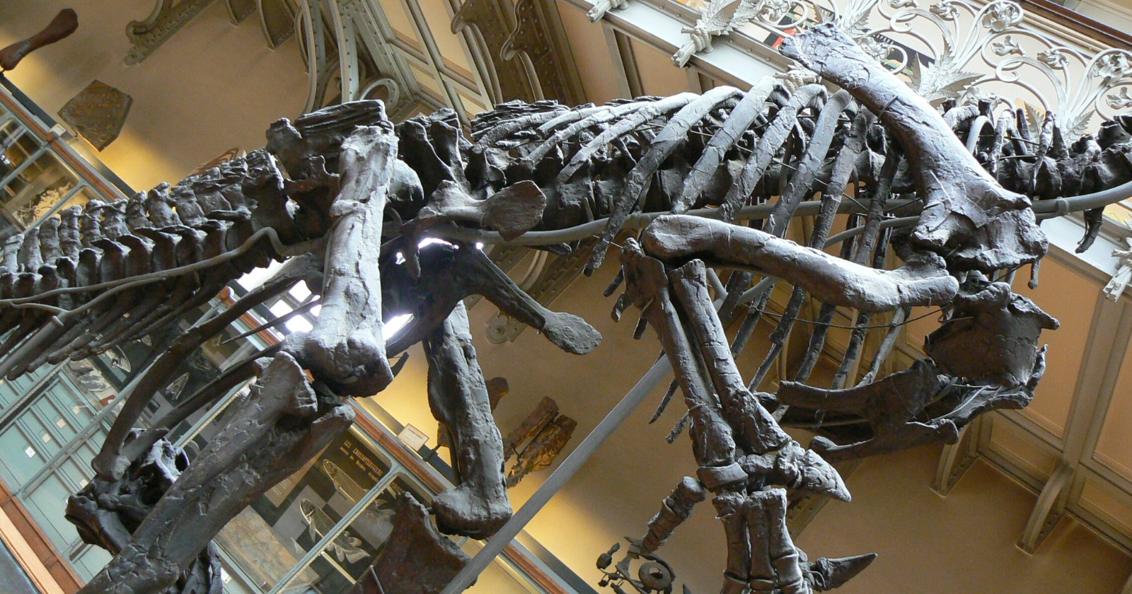 The trunk, hips and hind limbs of a mounted Iguanodon bernissartensis skeleton in a museum gallery