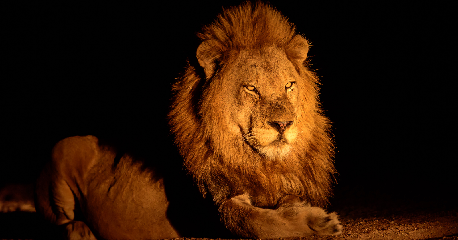 Male lion resting at night