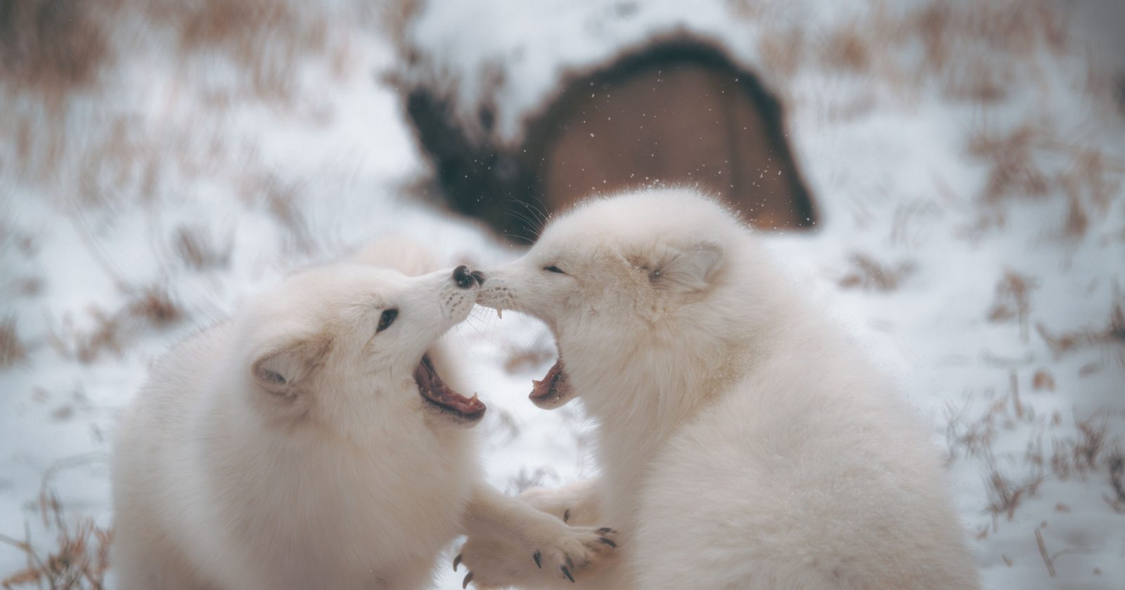 By 1921, trappers had leased 23 Aleutian islands and stocked them mainly with arctic foxes to be caught later for their fur. The foxes fed on the seabirds the refuge was supposed to protect, leaving the government to spend decades undoing an industry it had encouraged.
