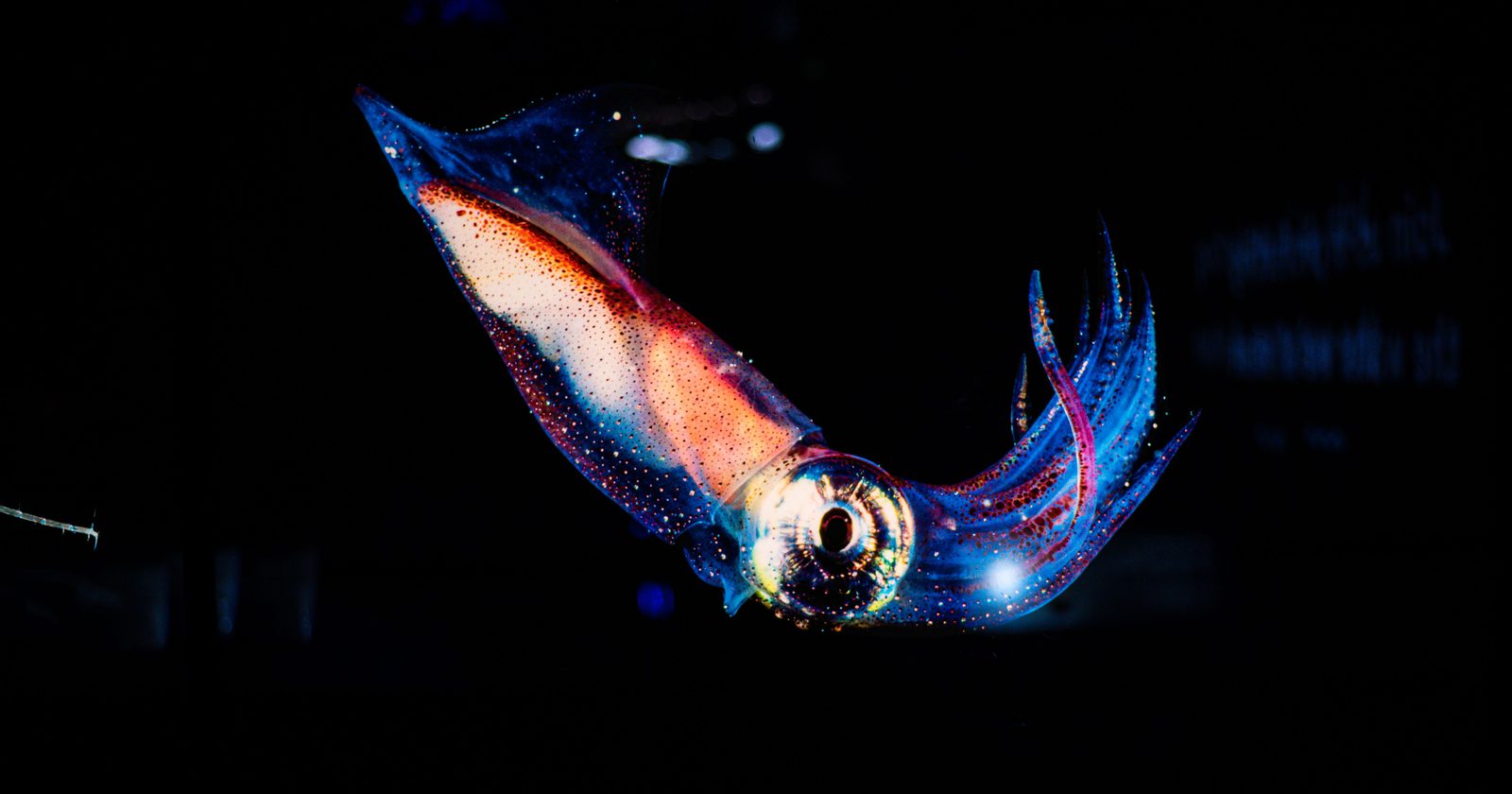 Stunning close-up of a vibrant squid glowing in dark ocean waters.