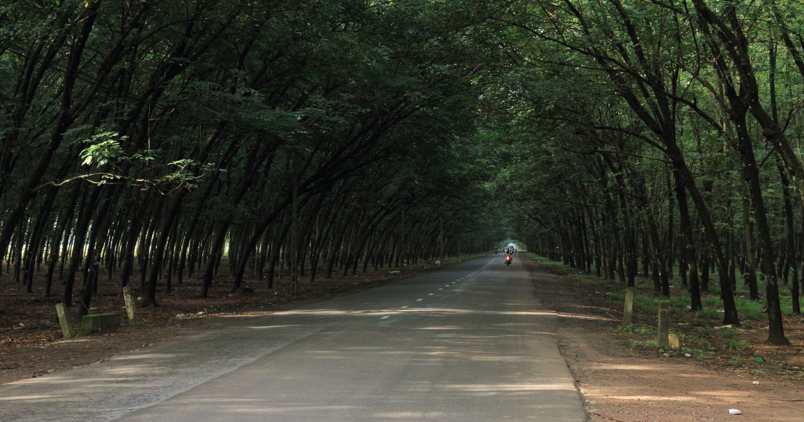 Peaceful forest road lined with rubber trees, ideal for nature exploration and tranquility in travel.