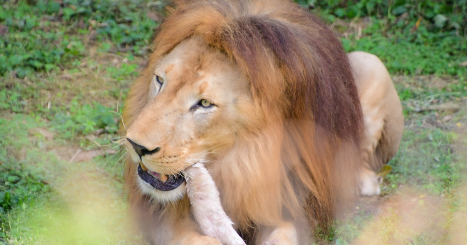An adult male lion with a thick mane lies on grass chewing on a piece of carcass