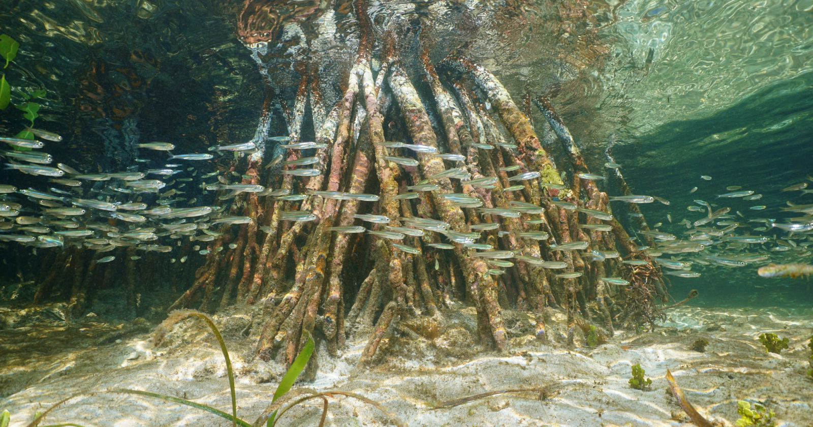 Mangrove roots and small fish underwater