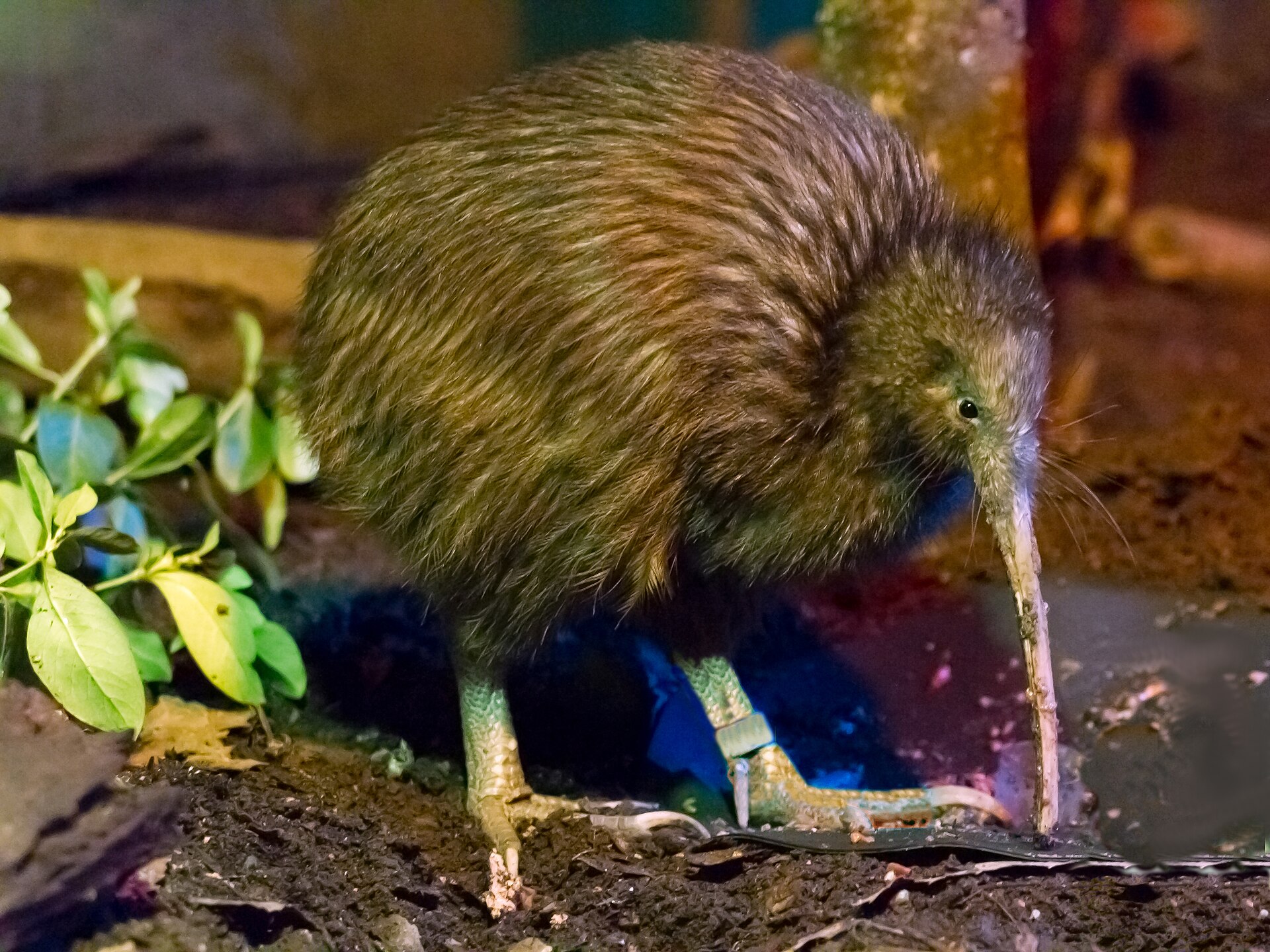 North Island brown kiwi (Apteryx mantelli) at Rotorua, New Zealand — The.Rohit, CC BY 2.0 via Wikimedia Commons.