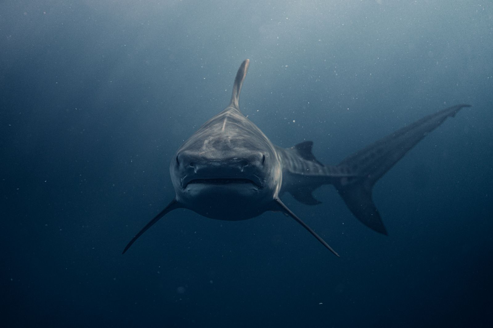 Of shark, ray and chimaera species on the IUCN Red List, more than one in three is now threatened with extinction