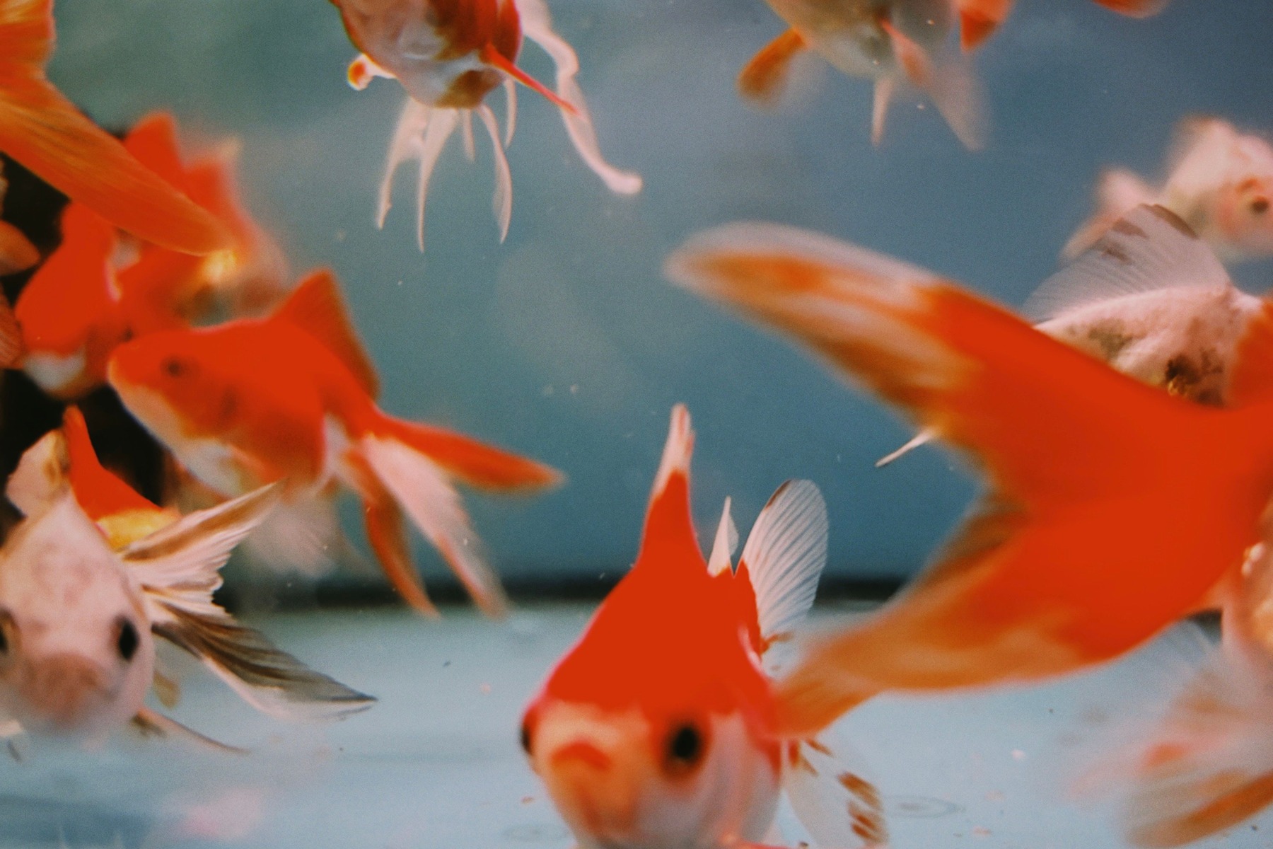 Several orange and white goldfish swimming together in an aquarium