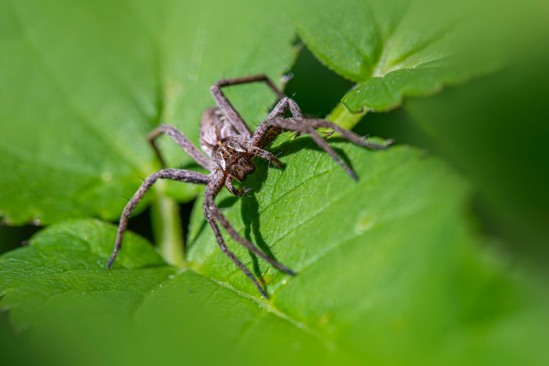 European nursery web spider resting on a bright green leaf