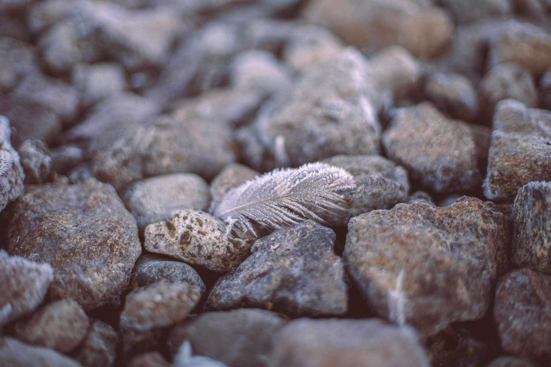 Feathers rarely fossilise, yet several survived for about 66 million years inside one of the last places anyone thought to look: the fossilised dung of a meat-eating dinosaur.