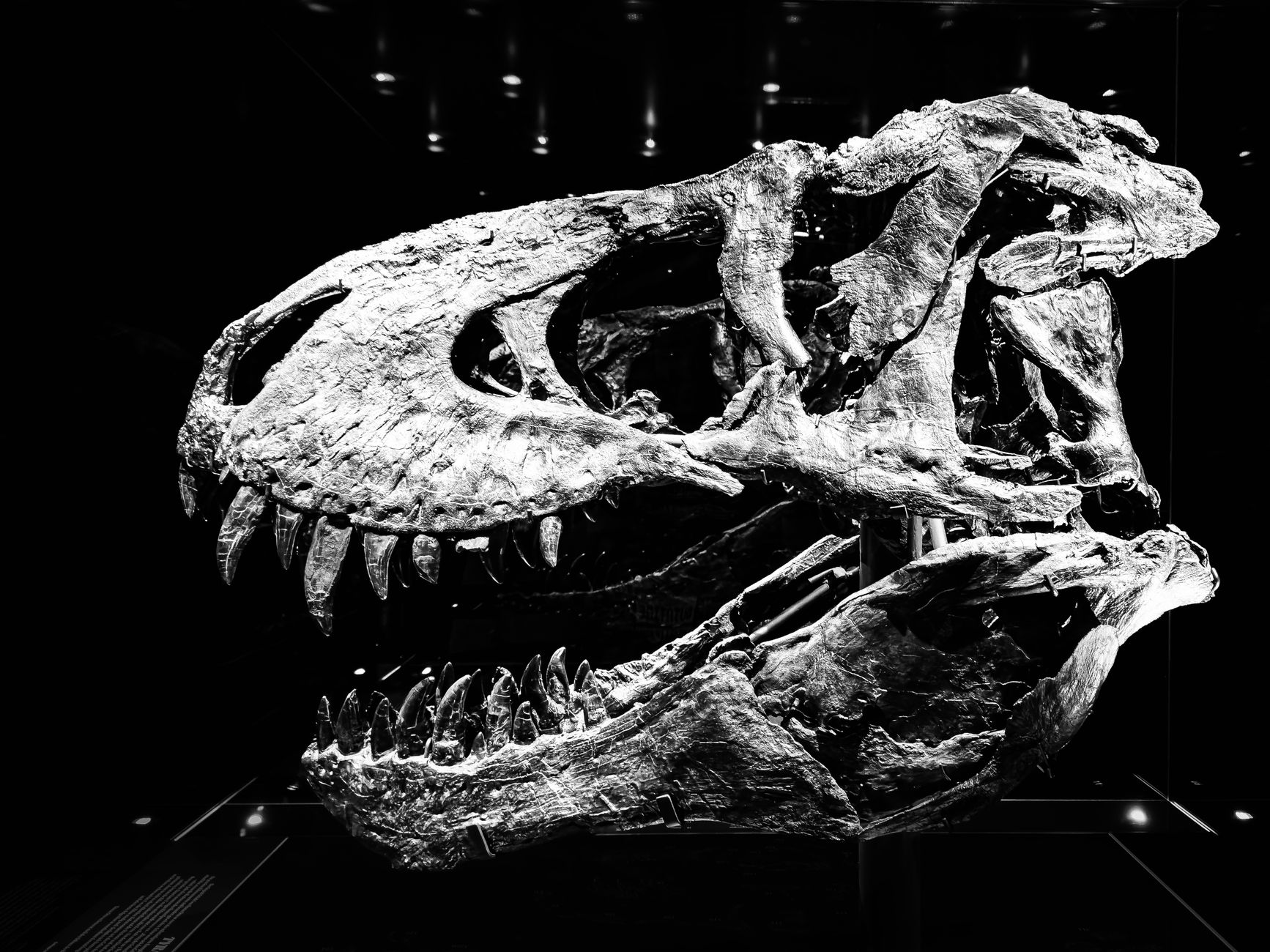 Black-and-white museum display of a Tyrannosaurus rex skull