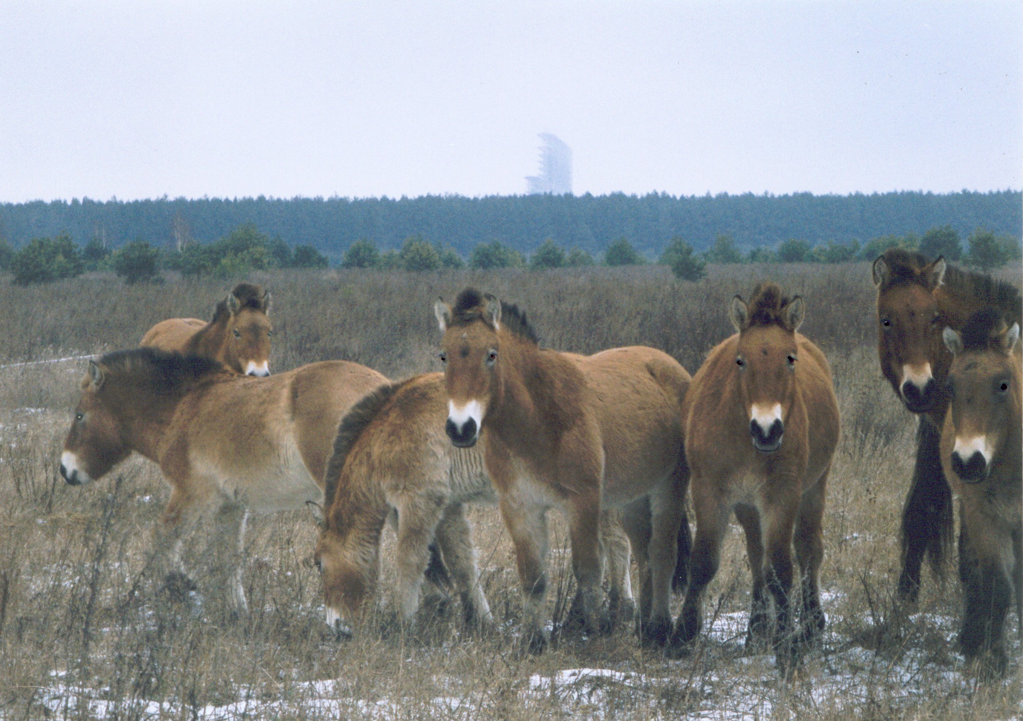 Przewalski's horses in the Chernobyl Exclusion Zone — Xopc, Wikimedia Commons, CC BY-SA 2.5.