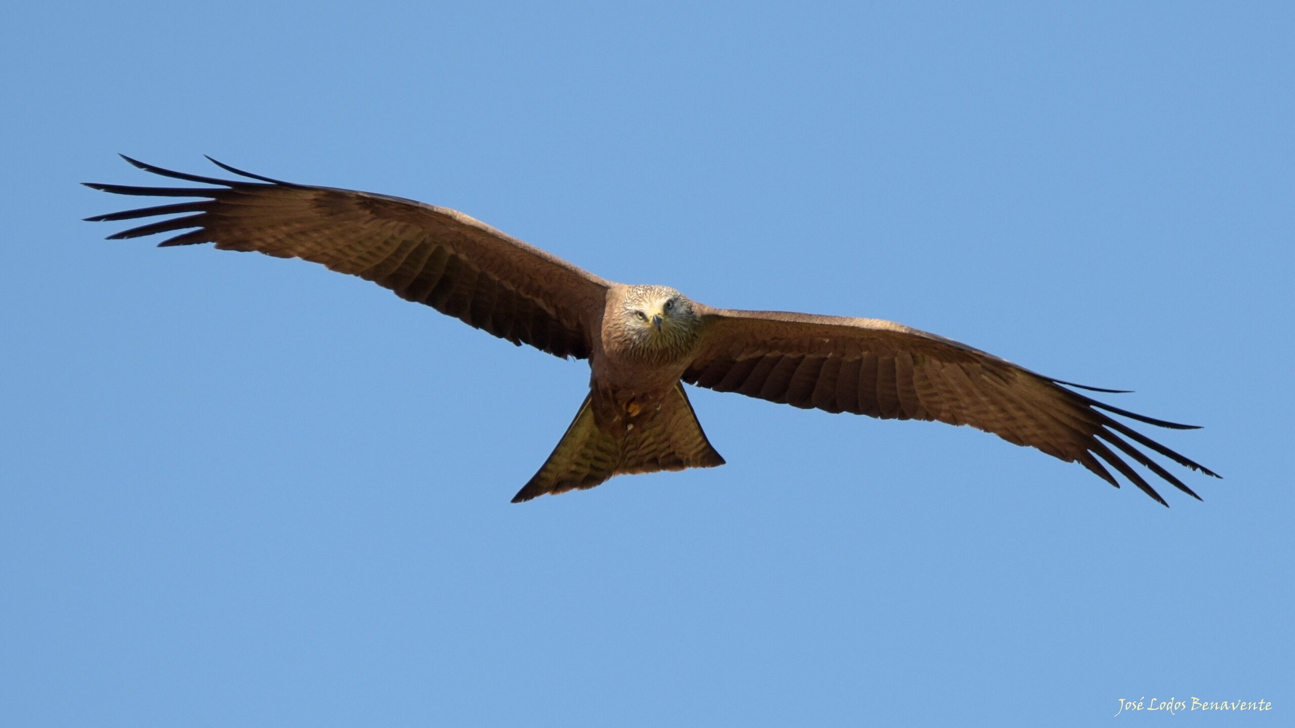 In September 2026, a Jaén study logged 22 breeding red kite pairs after 186 releases since 2021; 48 retrofitted pylons saw 802 GPS fixes and no electrocution deaths