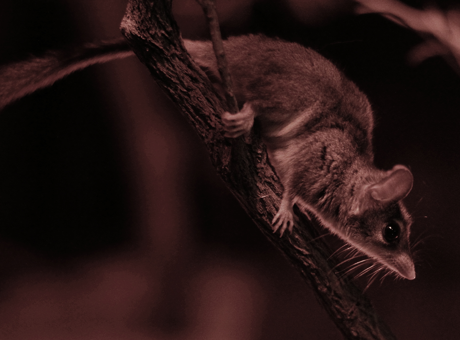 In September 2026, AWC captured 48 red-tailed phascogales at Mt Gibson — more than double the 28 caught in 2024, and the most since reintroduction nine years ago inside 7,800 hectares