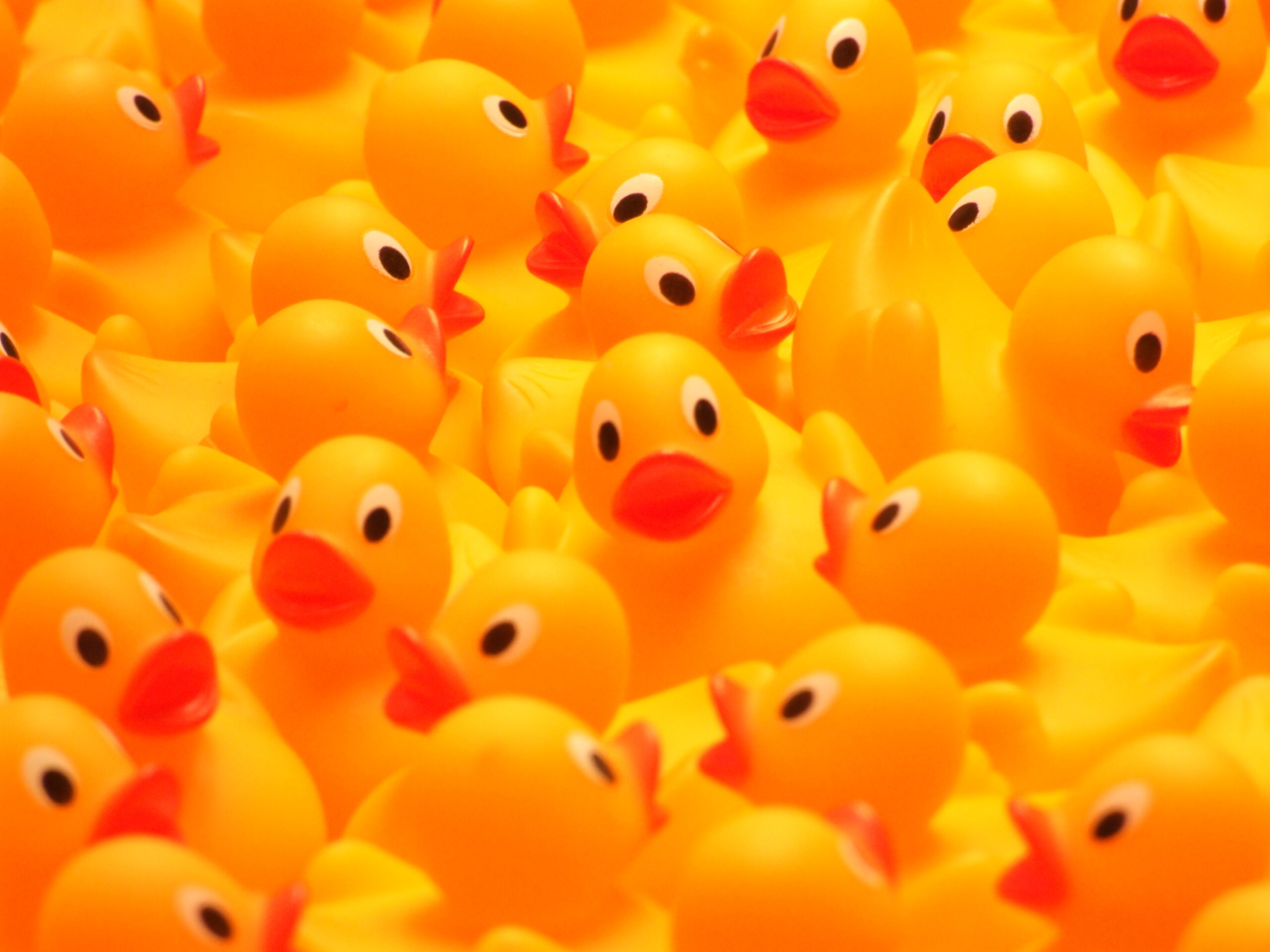 Yellow rubber ducks — Wikimedia Commons CC BY 2.0 (gaetanlee)