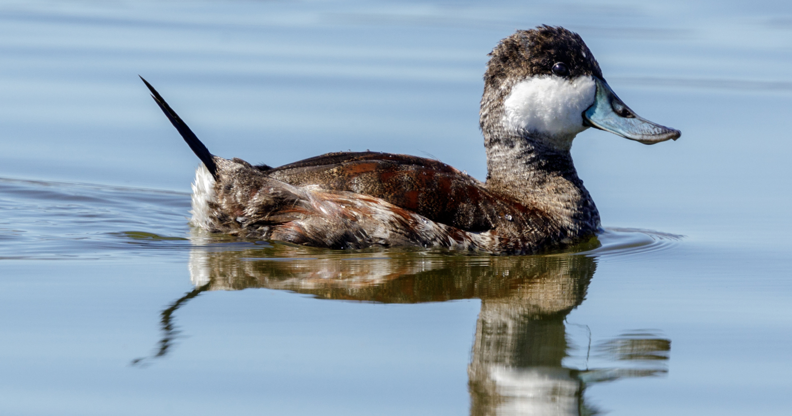 Between 1956 and 1963 seventy ruddy duck chicks at Slimbridge were left unpinioned and flew off the wildfowl collection, the feral British population reached 6,000 birds by 2000, and after the cull that started in 2005 the whole country is down to 15 birds and 2 breeding pairs.