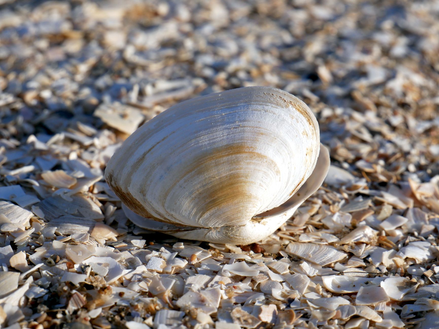 Representative clam shell with visible growth lines resting on a shell-covered beach