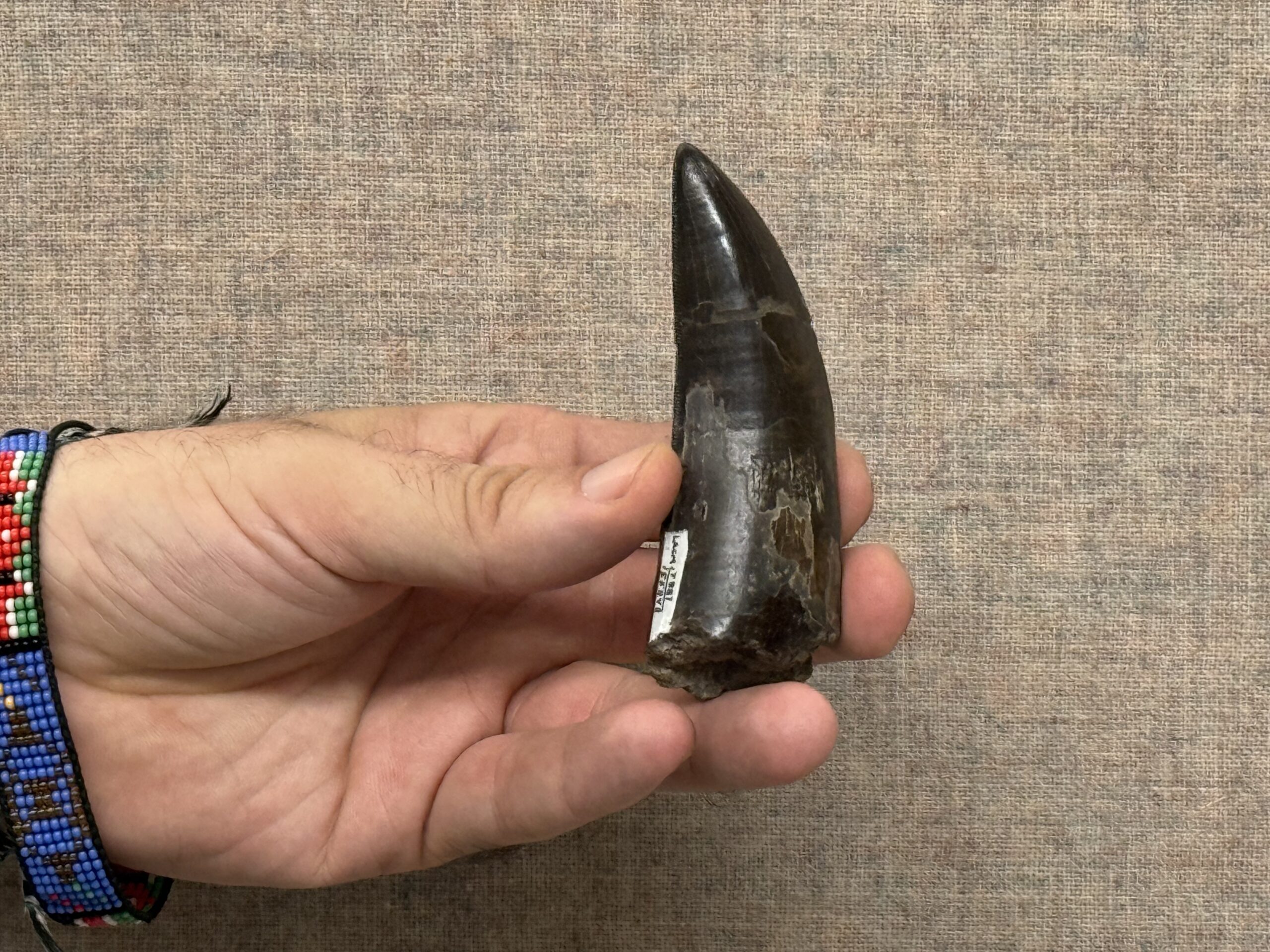 Chemical bonds locked inside fossil teeth put T. rex's body temperature at 36.3°C — almost the same as ours