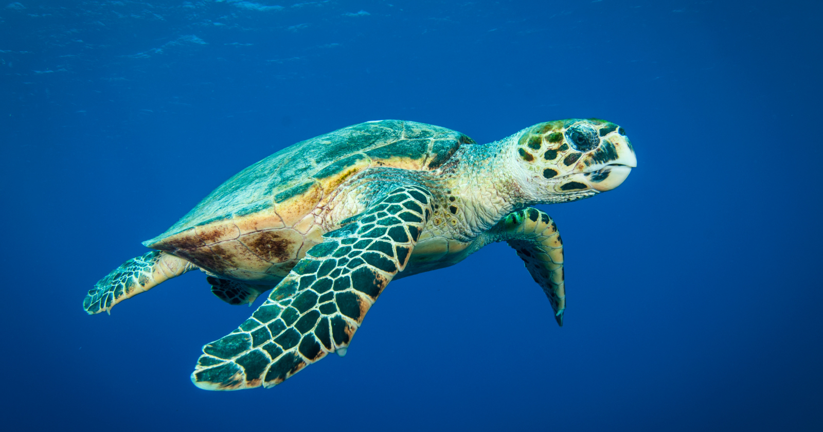 Sea turtle swimming underwater