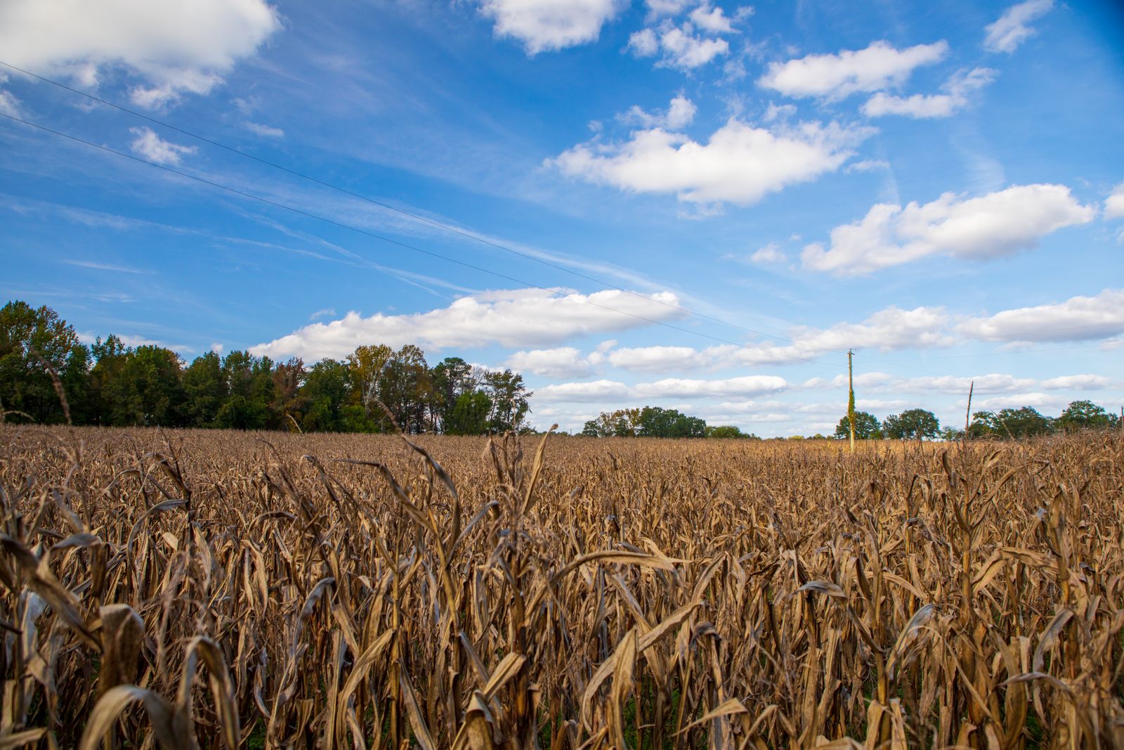 The Oliphant Farm outside Laurel, Delaware, hosted the state's 29th round of agricultural easement selections in October 2025 — more than 100 acres that have pr