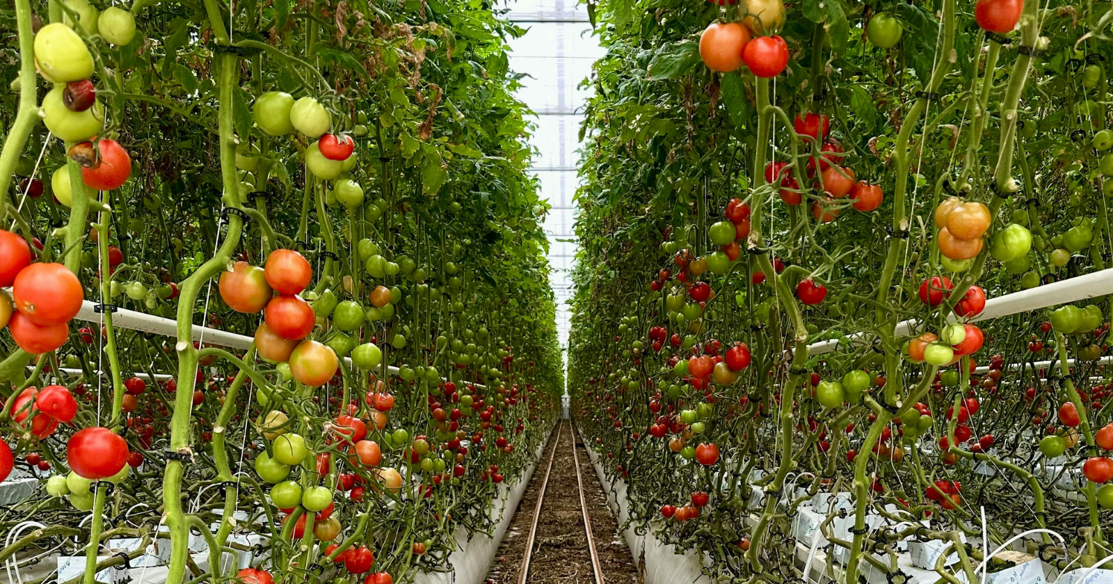 Rows of red and green tomatoes growing in a greenhouse