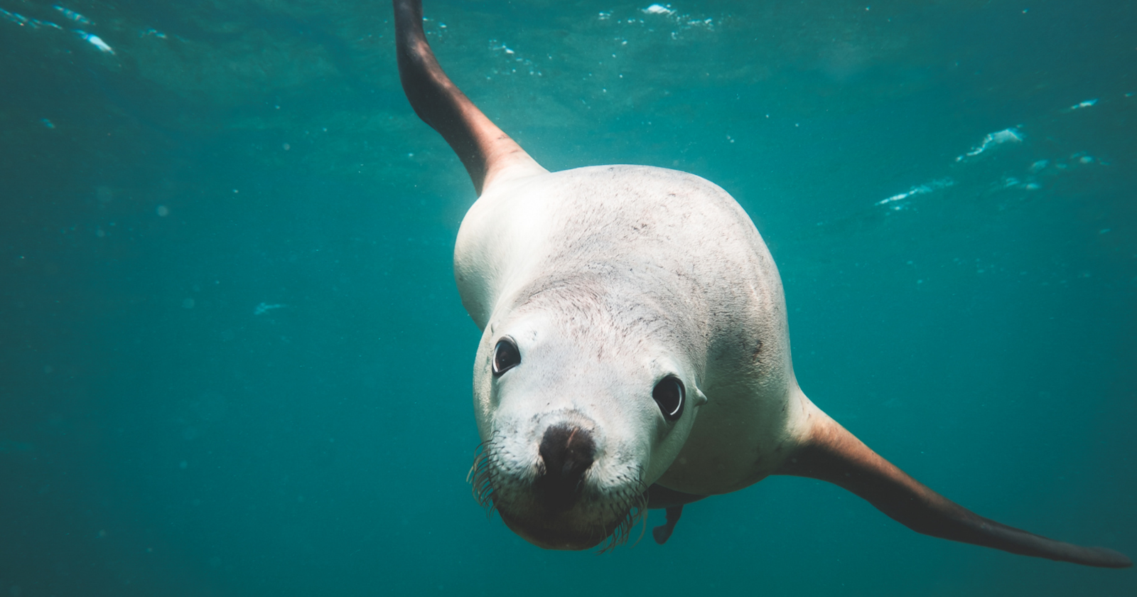 Elephant seal swimming underwater