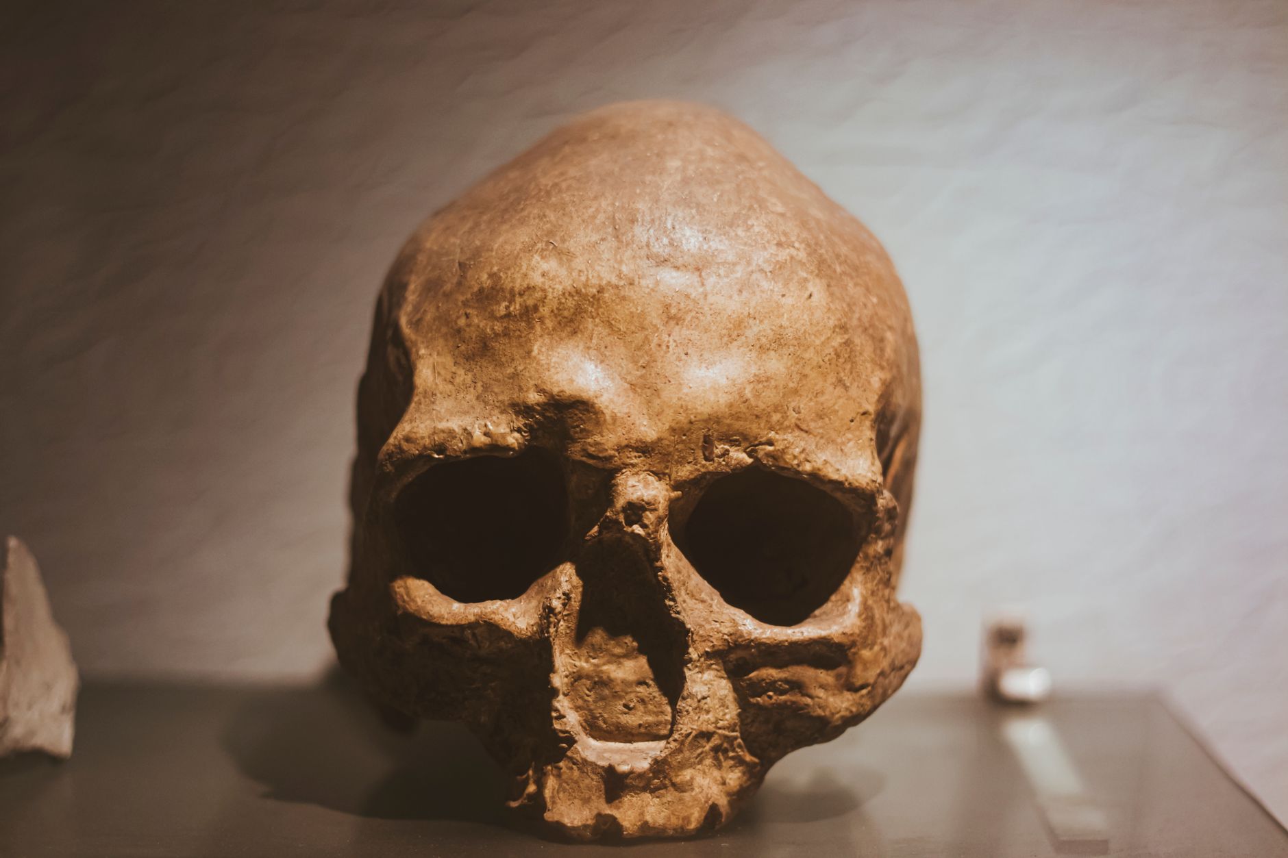 Representative human skull displayed in a museum; the unknown genetic lineage has not been matched to a fossil