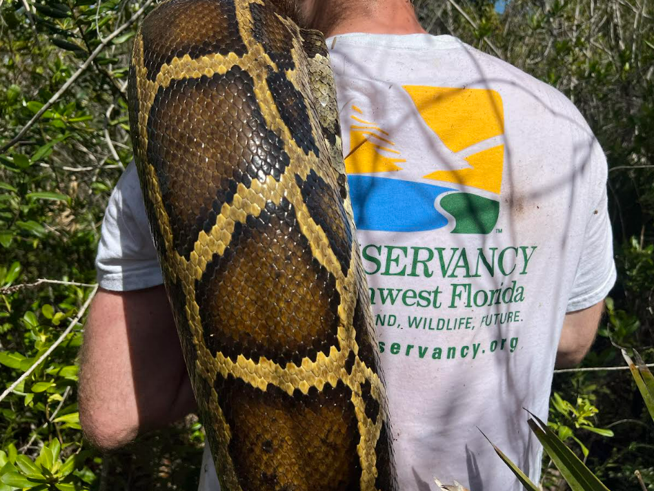 Biologist packs out a 15' female burmese python from southwest Florida - Ian Bartoszek, Conservancy of Southwest Florida.HEIC