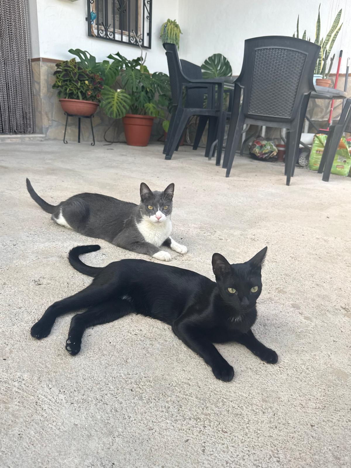 Ruski with his newly adopted brother