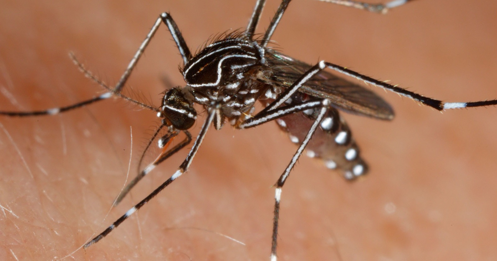 A black-and-white striped Aedes notoscriptus mosquito feeding on human skin
