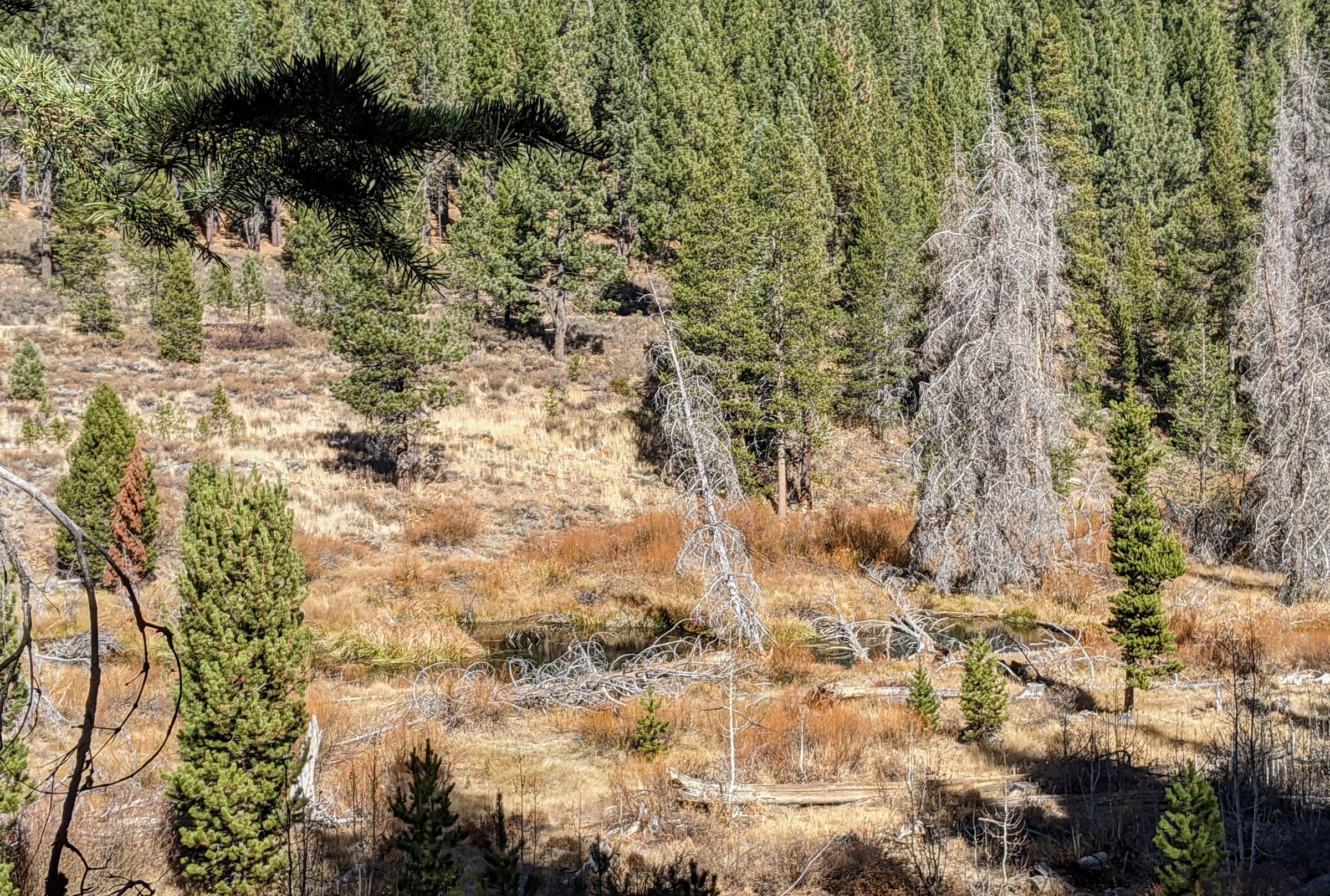 A small beaver pond among dry grass and pine trees on Alder Creek in the Sierra Nevada