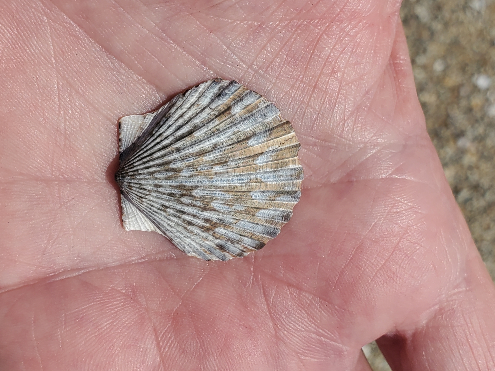A small ribbed bay scallop shell resting in the palm of a hand