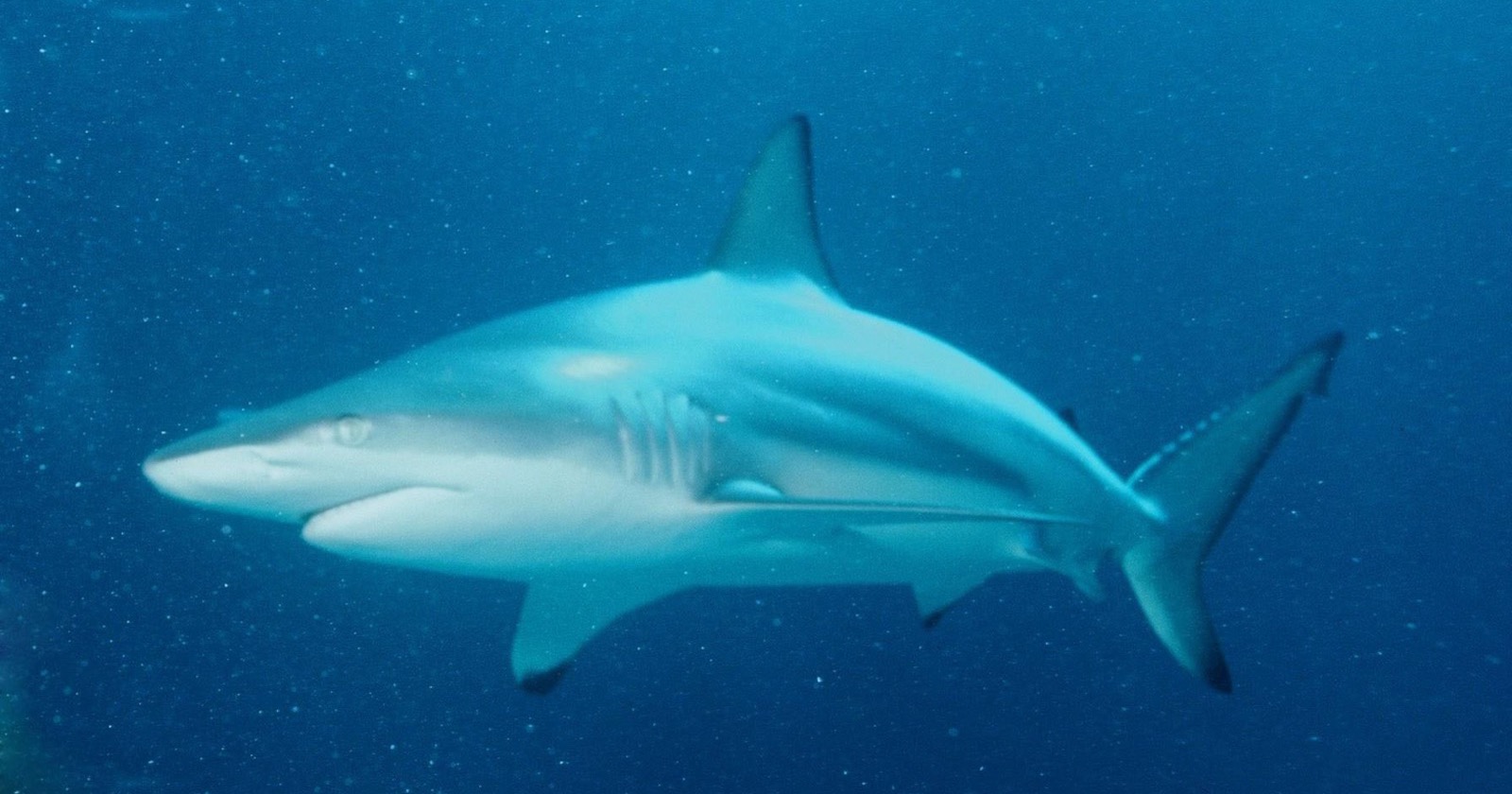 A blacktip shark swimming in open blue water, seen from the side with its first dorsal fin raised